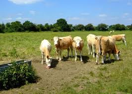 Image result for Upwood Cc