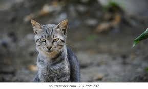 Attēlu rezultāti vaicājumam “Felis silvestris catus”