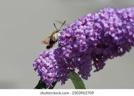 Attēlu rezultāti vaicājumam “Hemaris fuciformis”
