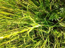 Attēlu rezultāti vaicājumam “Tragopogon heterospermus flower”