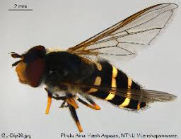 Attēlu rezultāti vaicājumam “Syrphus torvus”