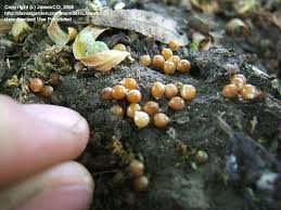 Attēlu rezultāti vaicājumam “Scilla siberica bud”