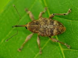 Attēlu rezultāti vaicājumam “Curculio venosus”