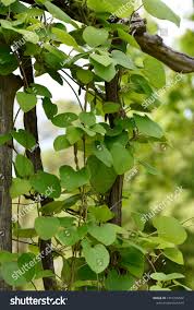 Attēlu rezultāti vaicājumam “Aristolochia durior leaf”