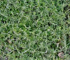 Attēlu rezultāti vaicājumam “Vicia lathyroides leaf”