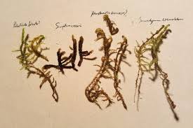 Attēlu rezultāti vaicājumam “Scorpidium cossonii”