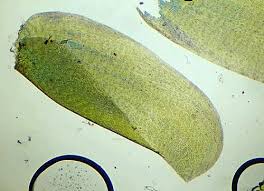 Attēlu rezultāti vaicājumam “Neckera pennata sporophyte”