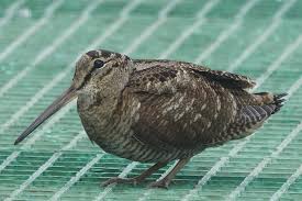 Attēlu rezultāti vaicājumam “Scolopax rusticola”