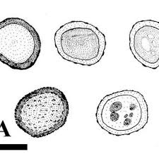 Attēlu rezultāti vaicājumam “Uromyces dactylidis”
