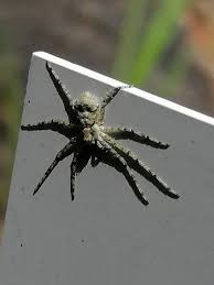 Attēlu rezultāti vaicājumam “Philodromus margaritatus”