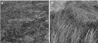 Attēlu rezultāti vaicājumam “Carex arenaria”