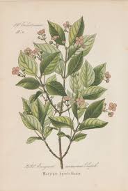 Attēlu rezultāti vaicājumam “Euonymus verrucosus”