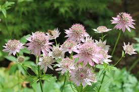 Attēlu rezultāti vaicājumam “Astrantia major fruit”