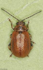 Attēlu rezultāti vaicājumam “Lochmaea caprea”