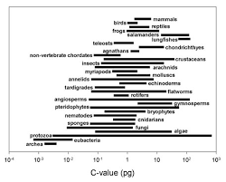 Image result for genome sizes