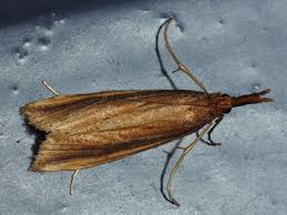 Attēlu rezultāti vaicājumam “Donacaula mucronella”