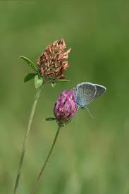 Attēlu rezultāti vaicājumam “Cyaniris semiargus male”