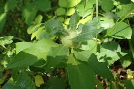 Attēlu rezultāti vaicājumam “Aulacidea hieracii”