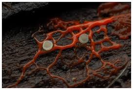 Attēlu rezultāti vaicājumam “Willkommlangea reticulata”