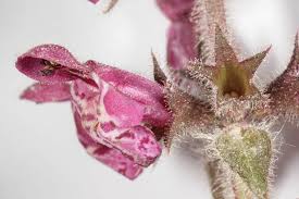 Attēlu rezultāti vaicājumam “Stachys sylvatica bud”