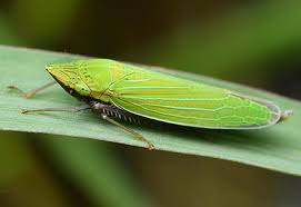 Attēlu rezultāti vaicājumam “Cicadellidae”