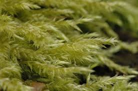 Attēlu rezultāti vaicājumam “Brachytheciastrum velutinum”