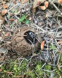 Attēlu rezultāti vaicājumam “Sarcosoma globosum”