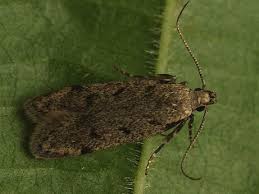 Attēlu rezultāti vaicājumam “Gelechia rhombella”