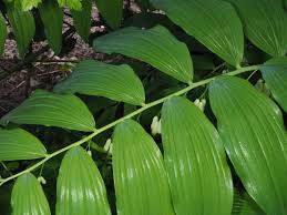 Attēlu rezultāti vaicājumam “Polygonatum multiflorum”