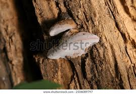 Attēlu rezultāti vaicājumam “Fomitopsis rosea”