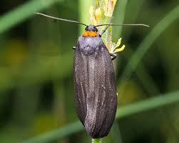 Attēlu rezultāti vaicājumam “Atolmis rubricollis”