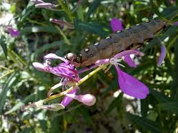 Attēlu rezultāti vaicājumam “Hyles gallii imago”