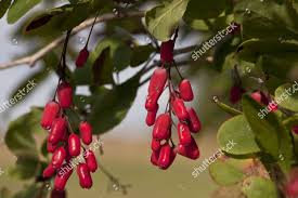 Attēlu rezultāti vaicājumam “Berberis vulgaris fruit”