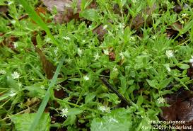 Attēlu rezultāti vaicājumam “Stellaria uliginosa”