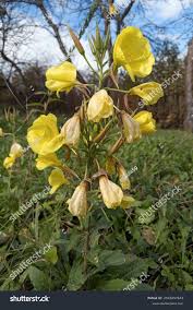 Image result for Oenothera odorata