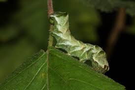 Attēlu rezultāti vaicājumam “Melanchra persicariae larva”