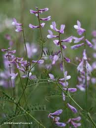 Attēlu rezultāti vaicājumam “Vicia sylvatica flower”
