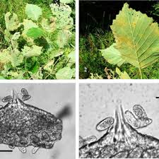 Attēlu rezultāti vaicājumam “Melampsoridium sp.”