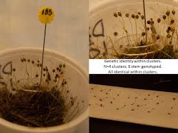 Attēlu rezultāti vaicājumam “Pleuridium subulatum sporophyte”