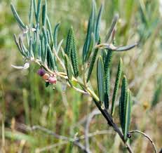 Attēlu rezultāti vaicājumam “Andromeda polifolia leaf”