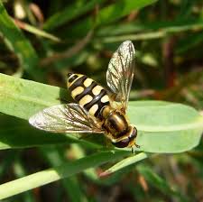 Attēlu rezultāti vaicājumam “Syrphus sp.”
