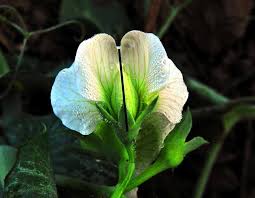 Attēlu rezultāti vaicājumam “Pisum sativum flower”