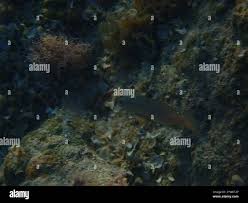 Image result for Mycteroperca rubra