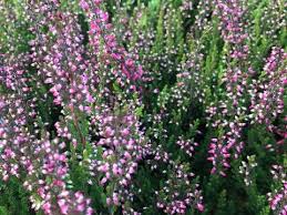 Attēlu rezultāti vaicājumam “Calluna vulgaris bud”