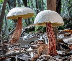 Attēlu rezultāti vaicājumam “Boletales”