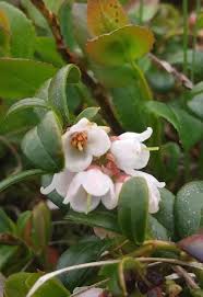 Attēlu rezultāti vaicājumam “Vaccinium vitis-idaea bud”