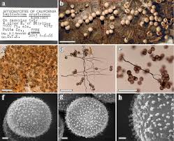 Attēlu rezultāti vaicājumam “Didymium crustaceum macro”
