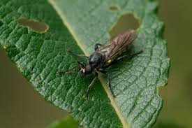 Attēlu rezultāti vaicājumam “Choerades sp.”