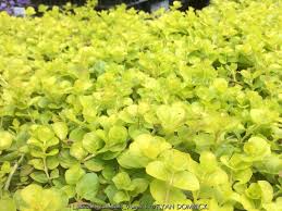 Image result for Lysimachia nummularia