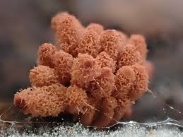 Attēlu rezultāti vaicājumam “Arcyria minuta stalked”